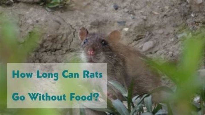How long can rats go without food?