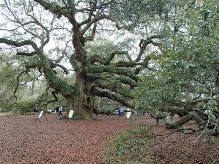 How long do live oaks live?