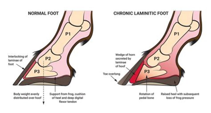 How long does a bout of laminitis last?
