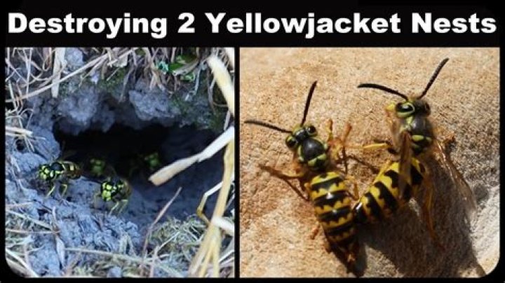 How long does a yellow jacket nest last?