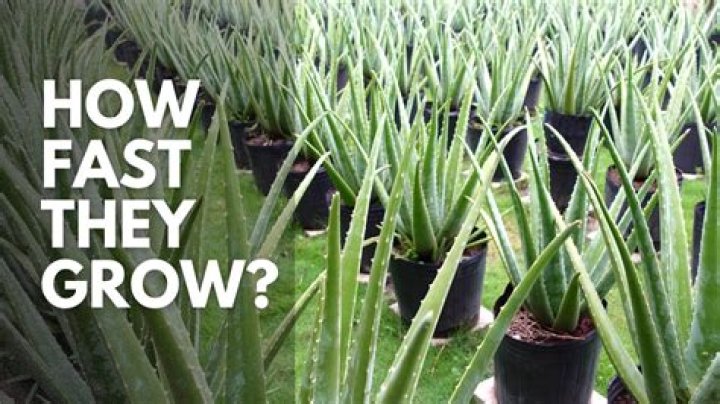 How long does aloe vera take to fade scars?