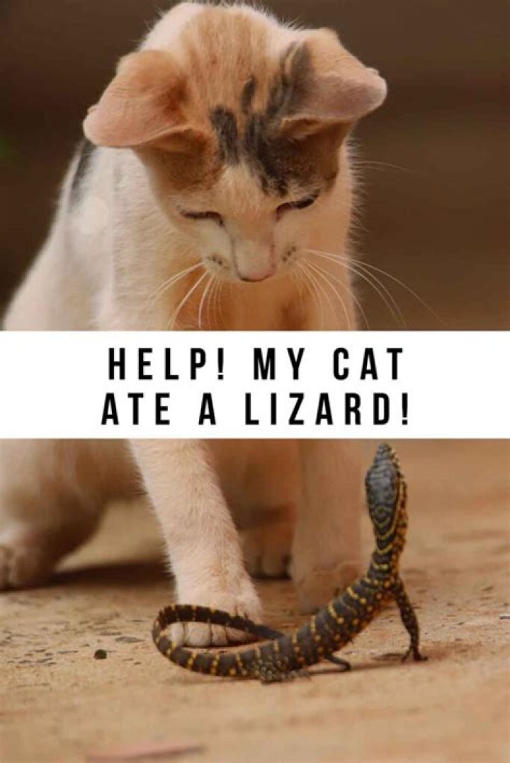 How long does it take for a cat to respond to its name?