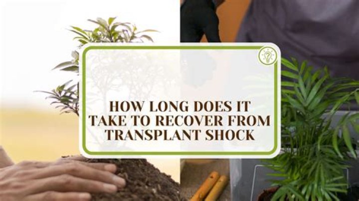 How long does it take for a plant to recover from transplant shock?
