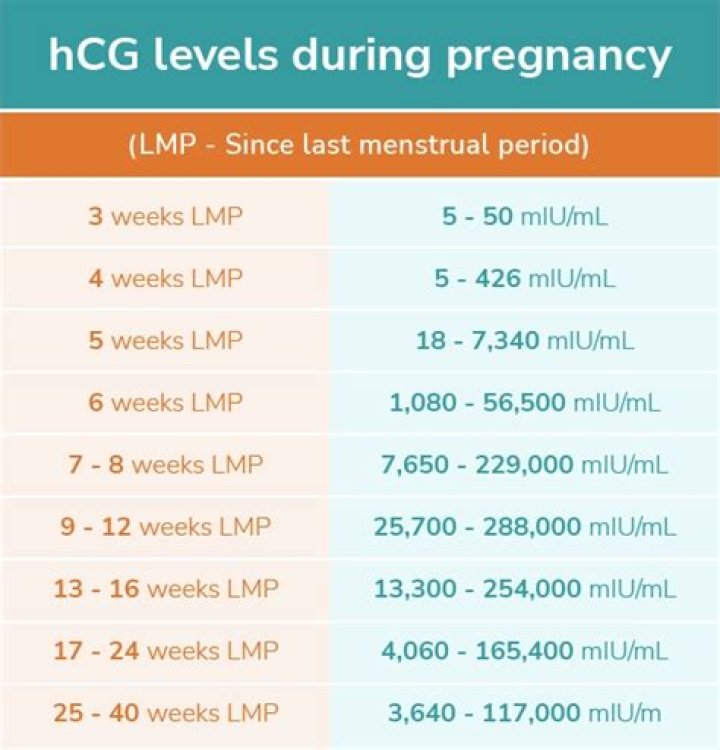 How long does it take for hCG levels to rise in urine?