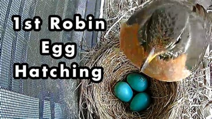 How long is a robin pregnant before laying eggs?