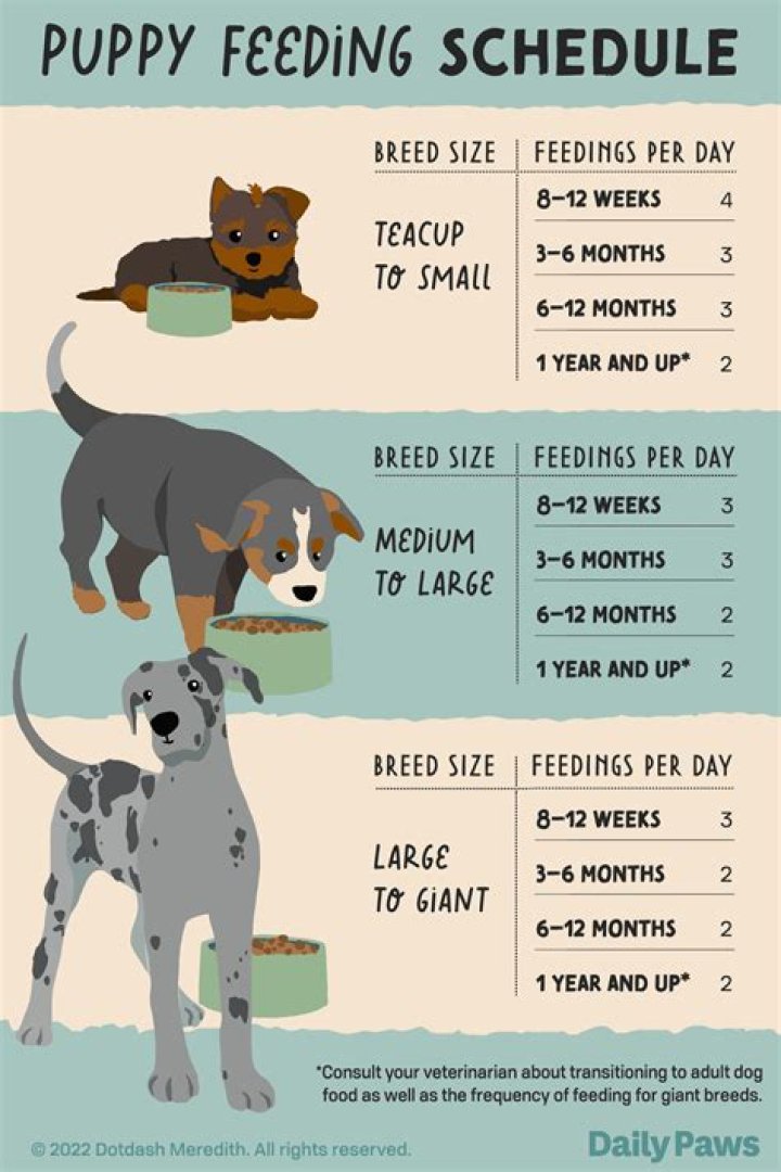How long should a dog chew per day?