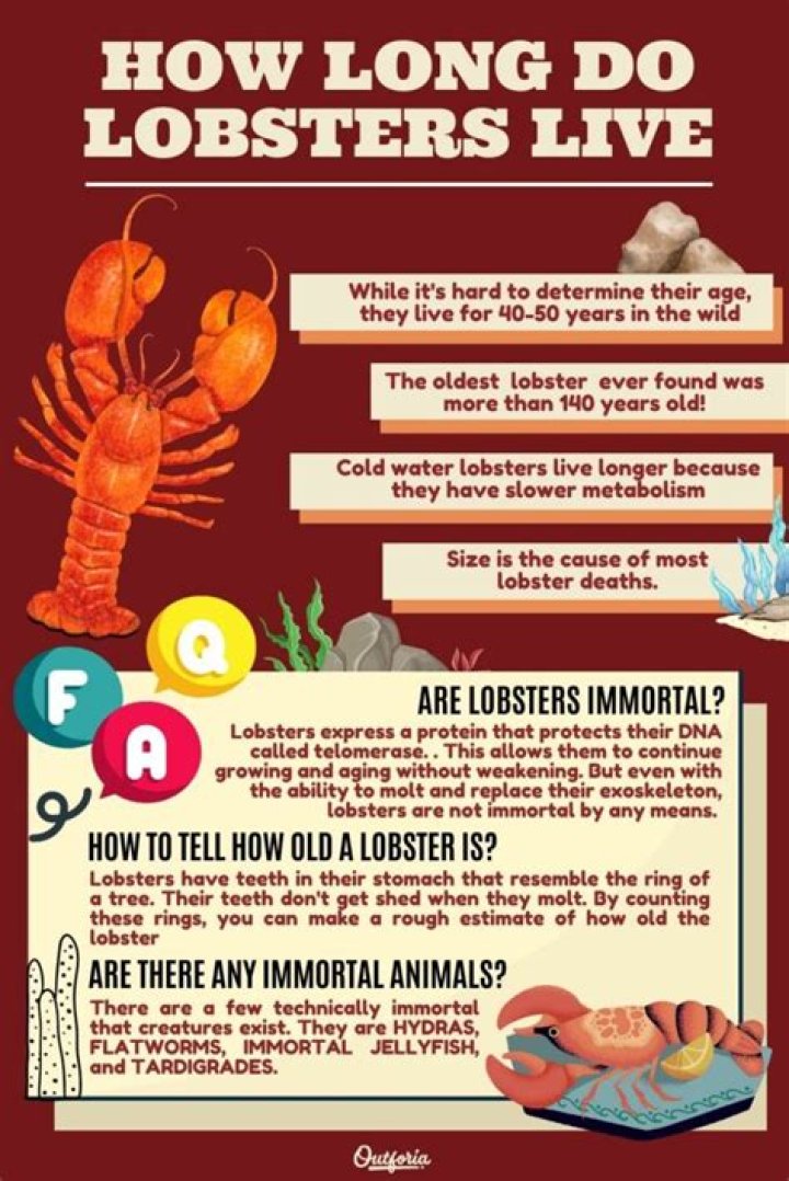 How long will lobsters live in the fridge?