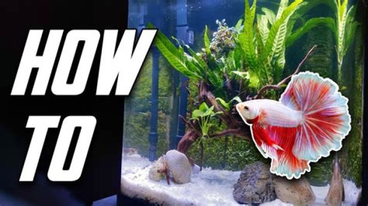 How many betta fish can I put in a 10 gallon tank?