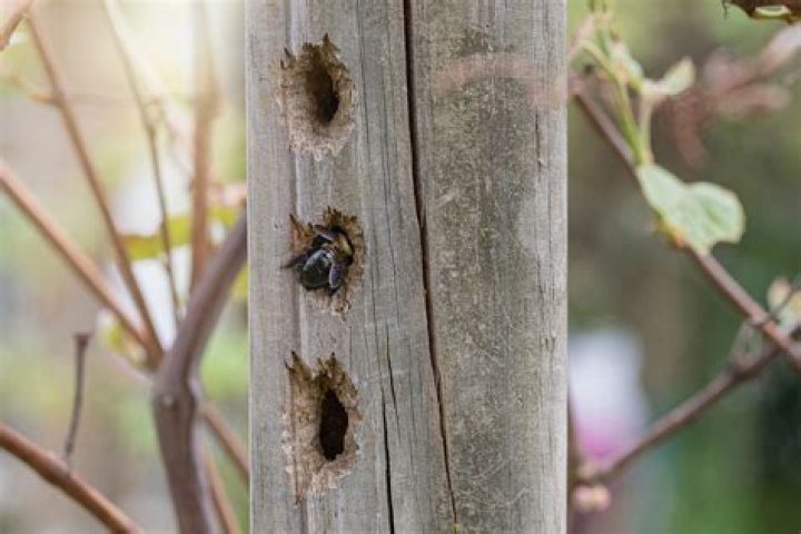 How many carpenter bees live in hole?