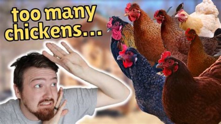 How many chickens does the US eat a day?