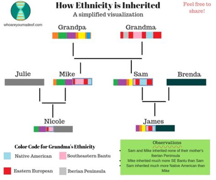 How many generations does DNA go back?
