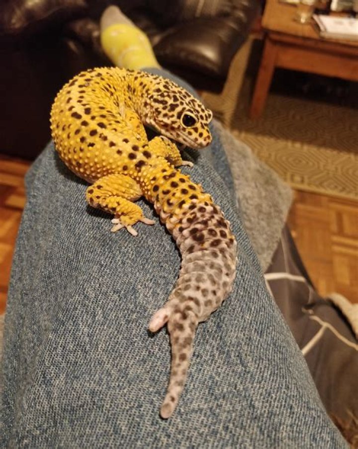 How many miles can I expect my Prius to last?