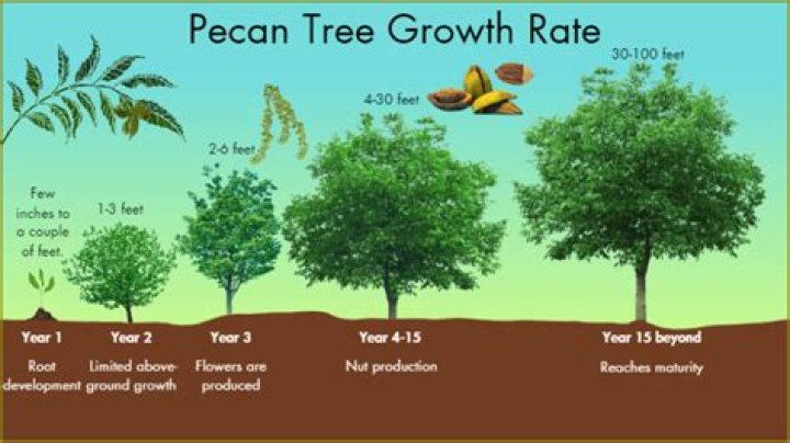 How many pecan trees can be planted per acre?