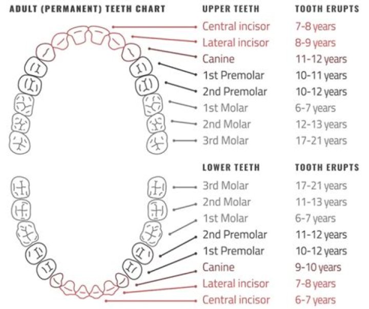 How many teeth are there?