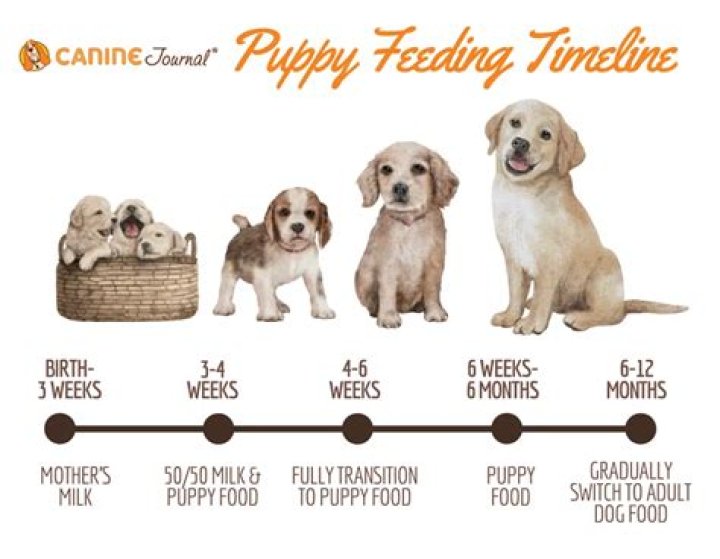 How many times should a puppy eat?