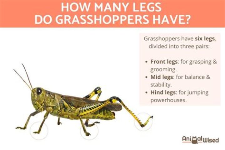 How many wings does a grasshopper have?
