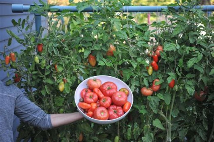 How much does a tomato farmer make?