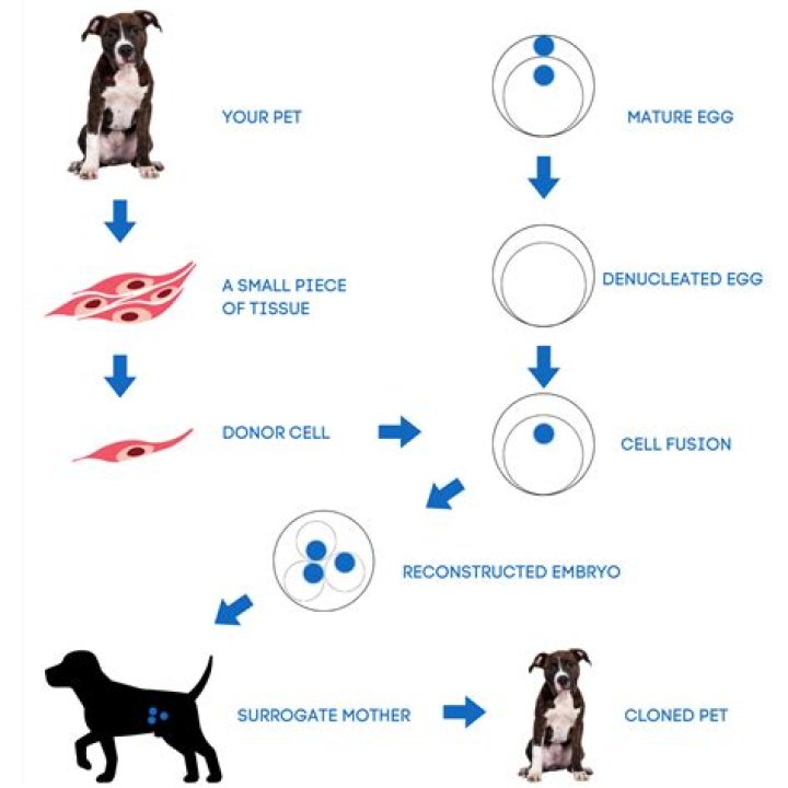 How much does it cost to clone a dog in 2021?