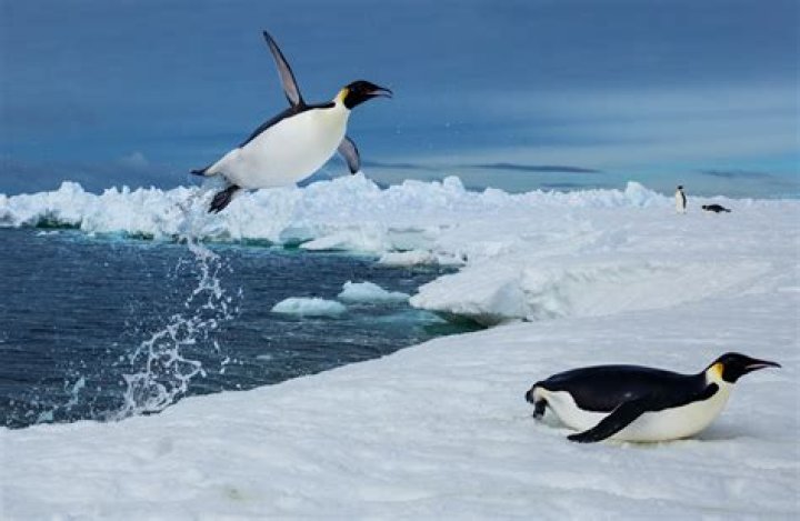How much ice in Antarctica is made up of penguin urine?