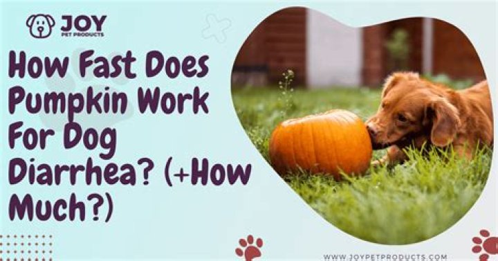 How much pumpkin do you give a dog for diarrhea?