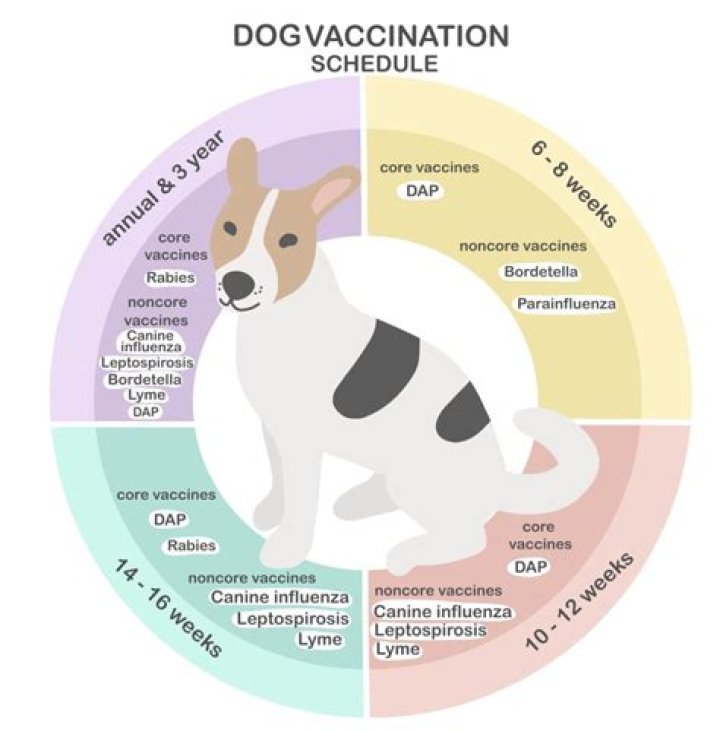 How often do dogs wake up at night?