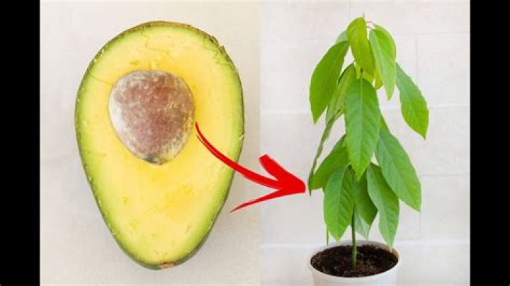 How often does avocado need to be watered?
