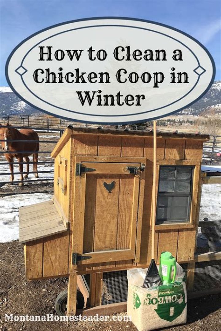 How often should I clean out chicken coop?