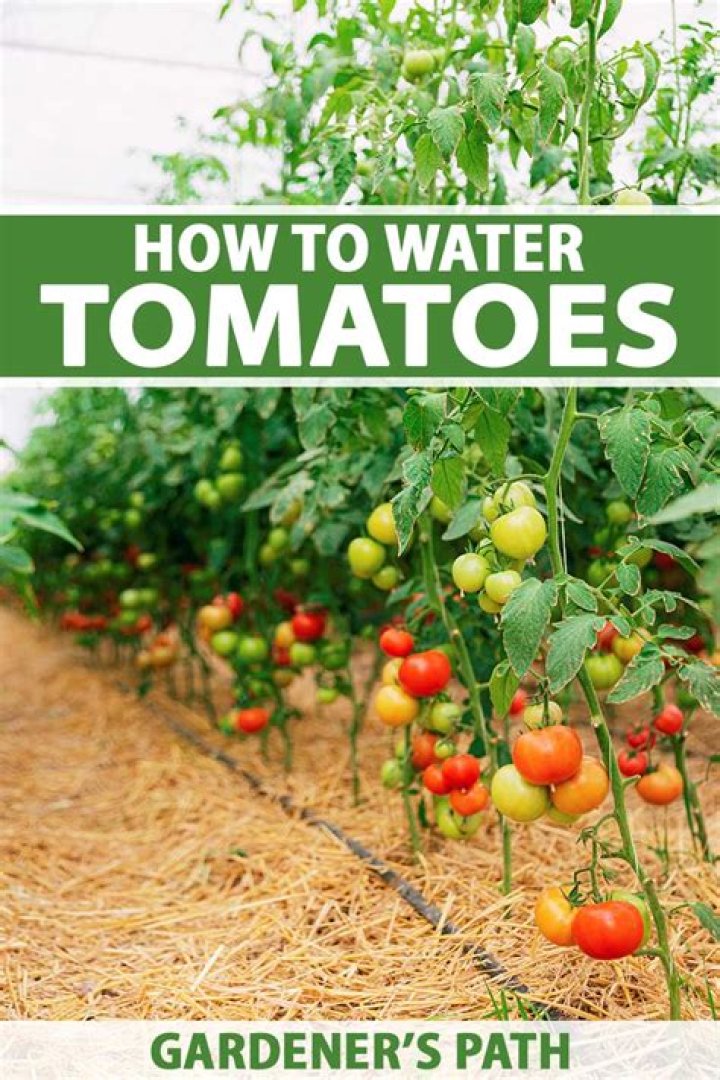 How often should you water tomato plants in summer?