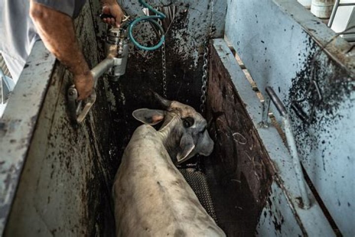 How old are cows when slaughtered UK?