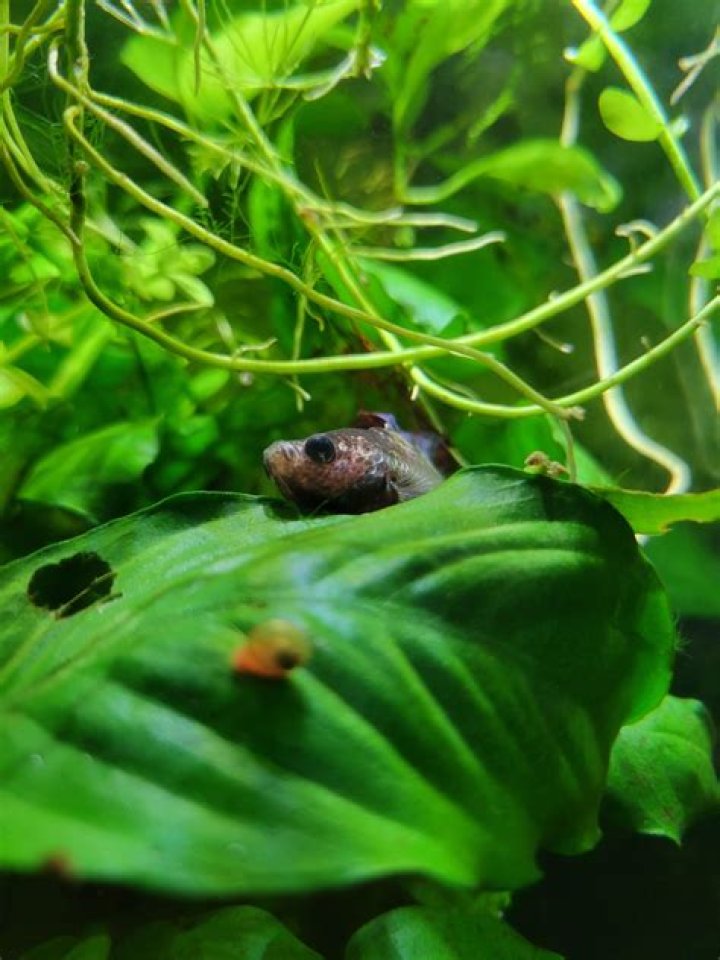 How old are pet store bettas?