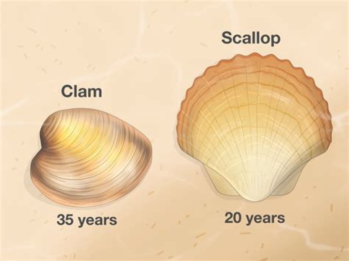 How old do scallops live?