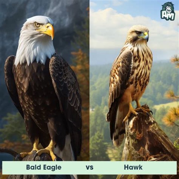 How old is wave the hawk?