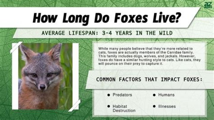 How small a gap can a fox get through?