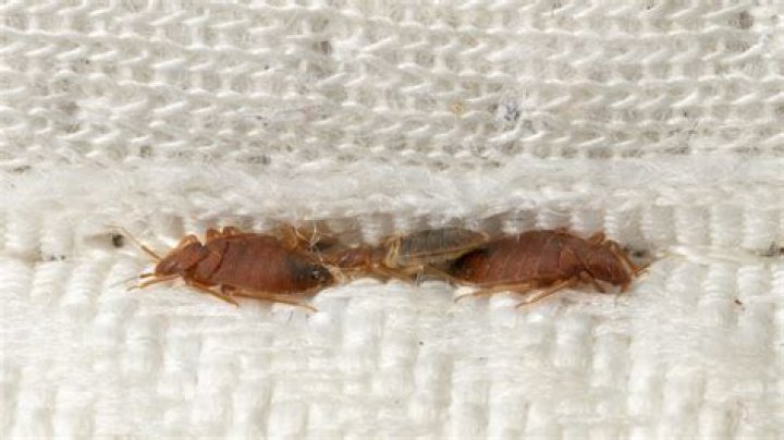 How sneaky are bed bugs?