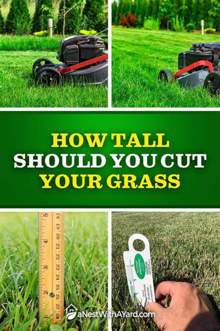 How tall should you cut your grass?