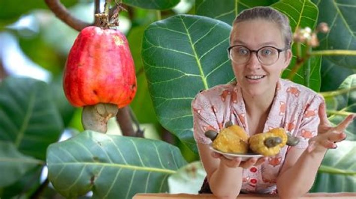 Is a cashew considered a nut?