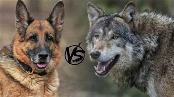 Is a German Shepherd stronger than a wolf?