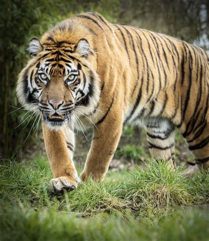 Is a tiger a panther?