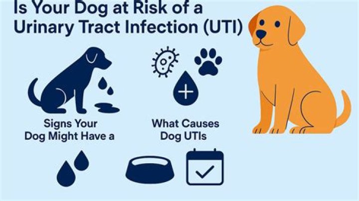 Is a UTI serious?