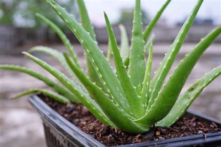 Is aloe vera good for Betta?