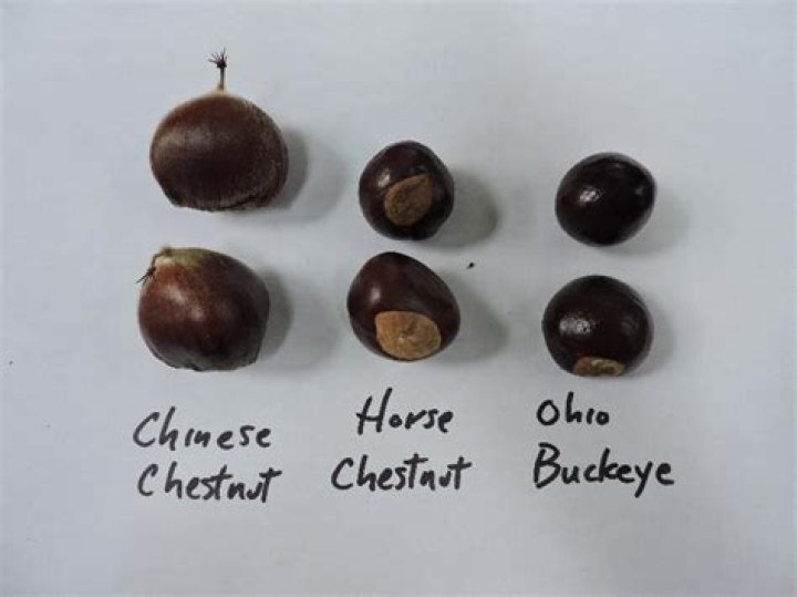 Is Ambetter the same as Buckeye?