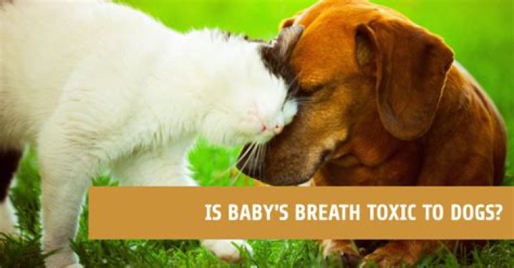 Is baby's breath toxic to dogs?
