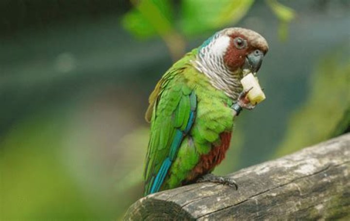 Is chicken bad for parrots?