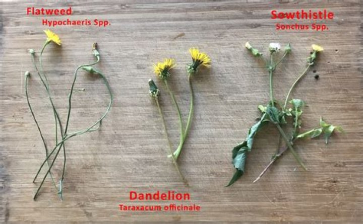 Is Dandelion a good guy?