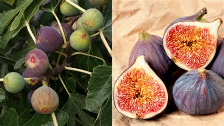 Is fig A meat?