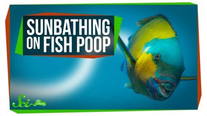 Is fish poop sand?