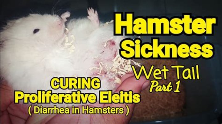 Is hamster poop harmful to humans?