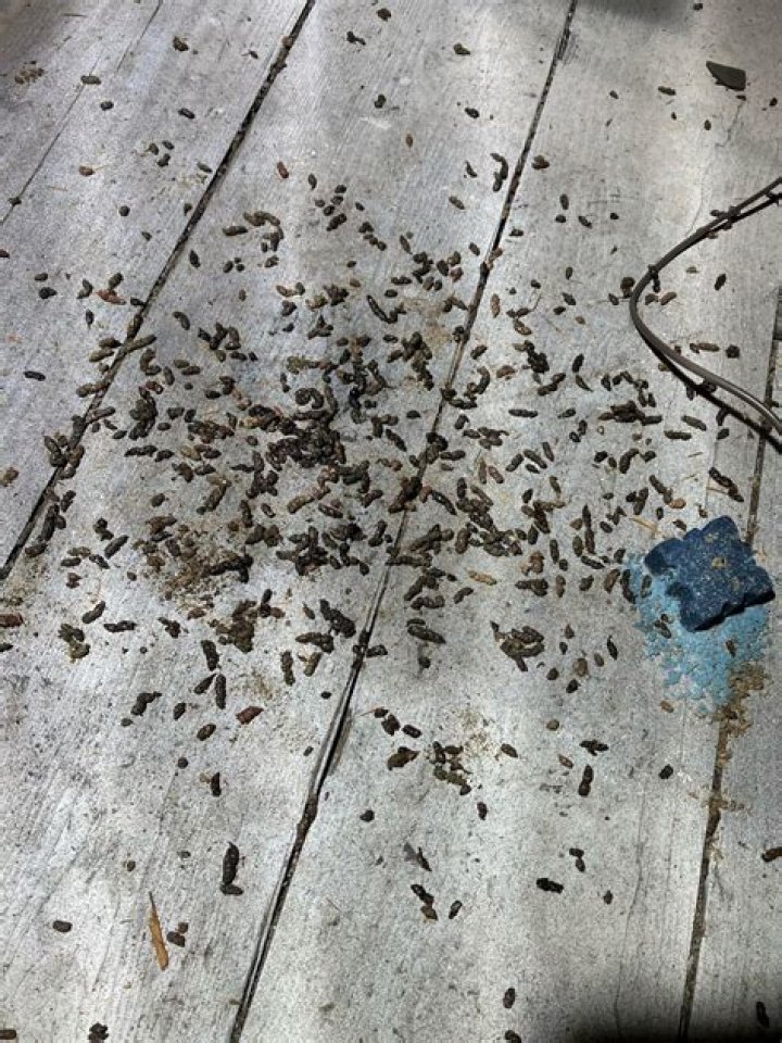 Is honey insect poop?