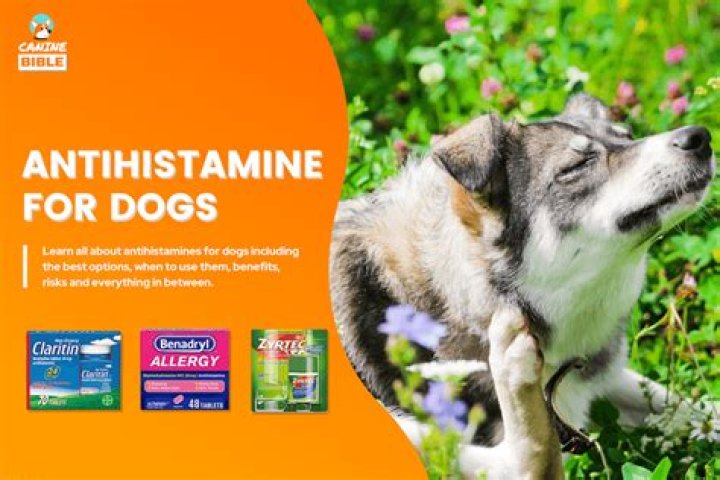 Is human Zyrtec safe for dogs?