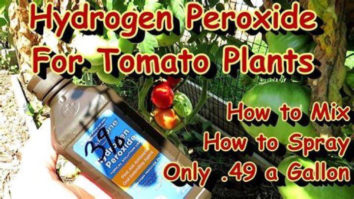 Is hydrogen peroxide good for tomato plants?